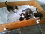 Kittens gratis af te halen